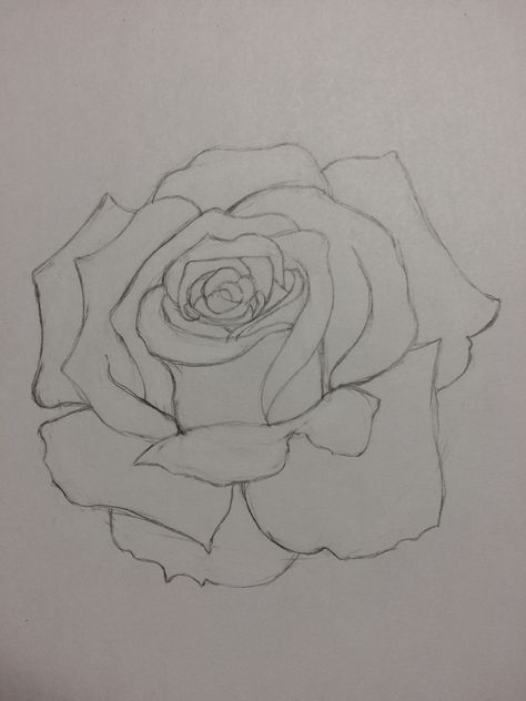 Beautiful Rose Drawing, Rose Outline Drawing, Realistic Rose Drawing, Rose Drawings, Sketch Rose, Rose Simple, Easy Rose, Rose Outline, Design Outline