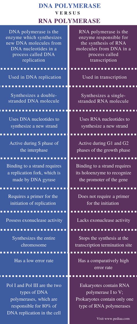 Difference Between DNA and RNA Polymerase - Comparison Summary Dna Quotes, Dna Notes, Dna Aesthetic, Dna Photography, Dna Lesson, Dna Wallpaper, Dna Poster, Dna Illustration, Dna Transcription