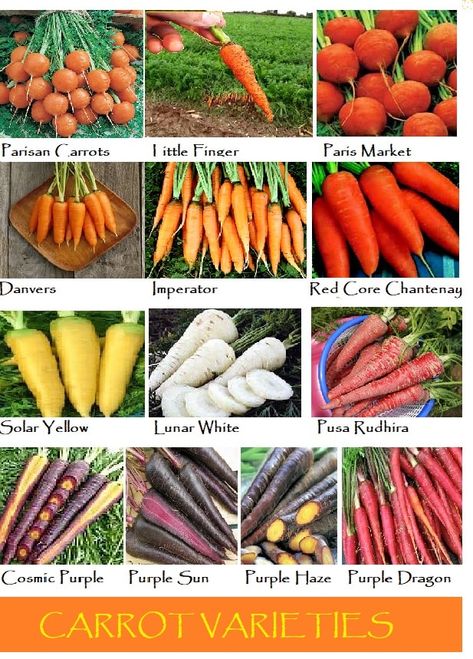 There are four major groupings of Carrots - Imperator, Nantes, Danvers and miniature radish style carrots. Various members of these groupings fall into several other categories - early, main-crop, and storage varieties. Different Types Of Carrots, Carrot Farming, Types Of Carrots, Carrot Varieties, Fruits And Vegetables List, Carrot Farm, Types Of Berries, Fruit Names, Types Of Vegetables