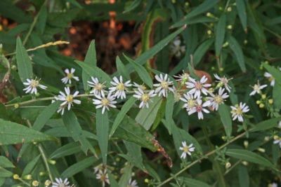 Calico Aster Plant Info: Learn About Growing Calico Aster Flowers Calico Aster, Bee Numbers, Aster Plant, Aster Flowers, Pollinator Plants, Aster Flower, Coastal Gardens, Attracting Bees, Beneficial Insects