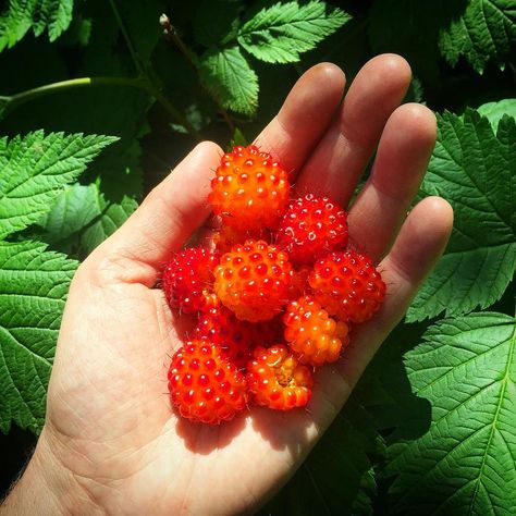 Salmon Berry Tattoo, Salmon Berries, Sumac Berries, Alaska Summer, Forest Berries, Alaska Salmon, Alaska Salmon Fishing, Berry Picking, Juneau Alaska