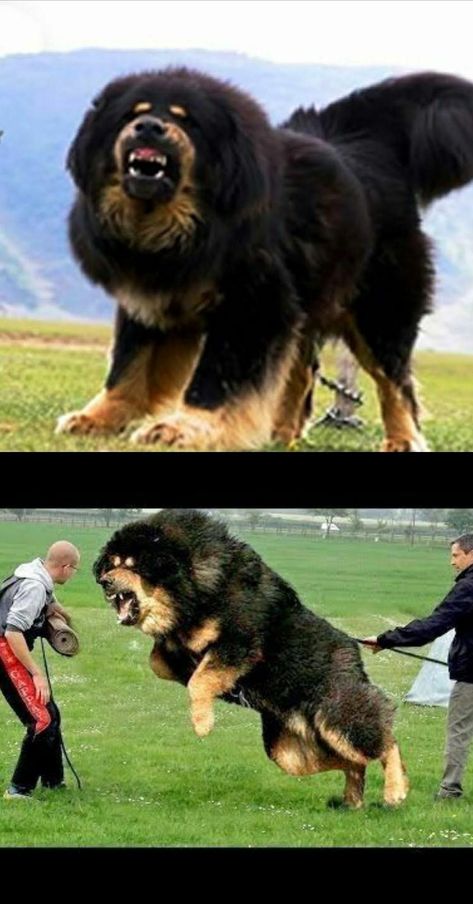 Top 10 Biggest Dogs In The World | Large Dog Breeds | Big Dog Breeds | Huge Dogs | Tallest Dogs What is the biggest dog breed on the entire planet? Have you ever stopped to wonder what are the biggest dogs in the world? Before you can make a list, you must define what you mean by biggest. While some dog breeds are exceptionally tall, if you specify the biggest dog breed in the world as the heaviest, Scary Dogs Breeds, Dangerous Dogs Breeds, Worlds Biggest Dog, Dog Line Art Tattoo, Tibetan Mastiff Dog, Pet Anime, Funny Dog Signs, Funny Dog Jokes, Line Art Tattoo