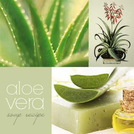 Soap Recipe – Aloe Vera Soap – Bath and Body Lucky Plants For Home, Aloe Vera Recipes, Aloe Vera Acne, Milk Baths, Aloe Vera Soap, Aloe Soap, Diy Soaps, Cold Process Soap Recipes, Plants For Home