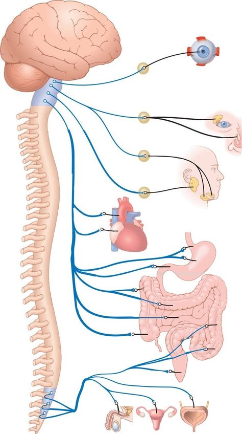 Nerve System, Anatomy Coloring, Nerve Anatomy, Human Skeleton Anatomy, Anatomy Coloring Book, Anatomy Bones, Medical School Life, Basic Anatomy And Physiology, Nurse Study Notes