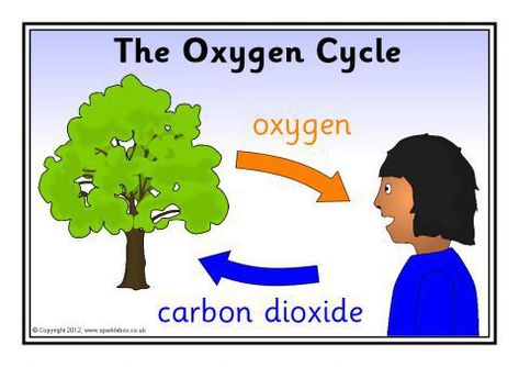 The Oxygen Cycle Posters (SB8190) - SparkleBox Oxygen Cycle, Simple Posters, Mood Designer Fabrics, Creepy Guy, Simple Poster, Free Teaching Resources, Speech Language Pathology, Respiratory System, Carbon Dioxide