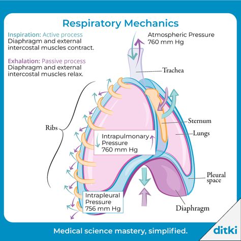 The mechanics of respiration, broken down in a way you can understand!  Learn more: https://ditki.com/course/physiology/respiratory/respiratory-mechanics/956/fundamental-respiratory-mechanics  #ditki #usmle #meded #medschool #medstudent #highered #mededonline #usmletutorials #nursepractitioner #nursing #pance #physicianassistant #osteopath #allopath #medicine #science #healthscience #nurse #premed #mcat #mbbs Respiratory Physiology, Anatomy Respiratory System, Anatomy And Physiology Respiratory System, Respiratory Therapy Notes, Respiratory Volumes And Capacities, Respiratory System Anatomy, Anatomy Education, Physical Therapy Student, Nursing School Essential