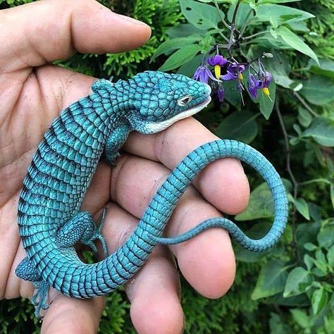 Photo | Just Pinned to Dragons: #Repost @luan.andreazze #dra… | Flickr Dragon Pics, Alligator Lizard, Bizarre Animals, Cute Lizard, Mini Dragon, Rabbit Cages, Cute Reptiles, Reptiles Pet, Pretty Animals