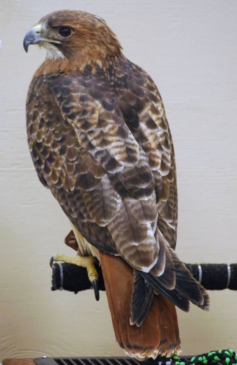 Redtail Hawk Drawing, Red Tailed Hawk Painting, Red Tailed Hawk Photography, Hawk Reference, Red Tailed Hawk Tattoo, Hawk Photography, Hawk Painting, Redtail Hawk, Red Tail Hawk