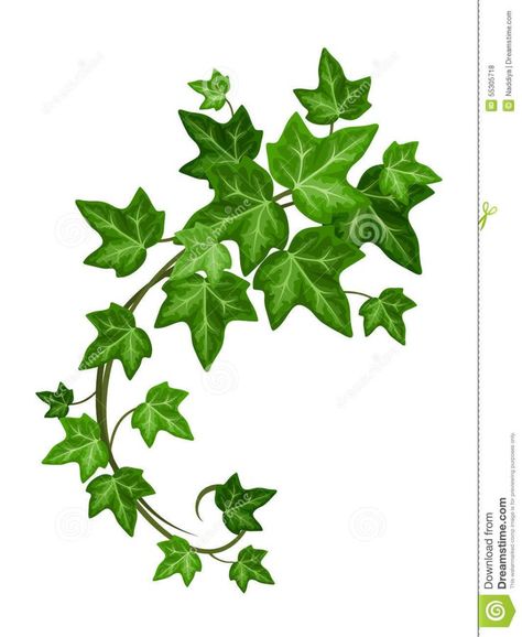 Ivy Branch. Vector Illustration. Stock Vector - Illustration of branch, floral: 55305718 | Vine drawing, Plant drawing, Leaf drawing Poison Ivy Plants, Ivy Tattoo, Vine Drawing, Wall Stencil Patterns, Branch Vector, Ivy Vine, Plant Tattoo, Traditional Tattoo Design, Green Ivy