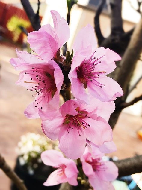 Peach tree bloom Apricot Blossom, Peach Tree, Peach Trees, Fruit Tree, Peach Blossom, Peach Blossoms, Fruit Trees, Flowers Photography, Apricot