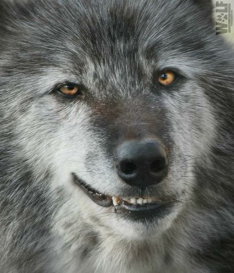 A wolf smiling. The way there being slaughtered you would think they would be growling more! Wolf Growling, Wolf Conservation Center, Wolf Husky, Strongest Animal, Wolf Images, Wolf Stuff, Wolf Quotes, Wolf Photos, Wolf Wallpaper