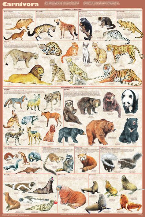 Carnivorous Animals, Animal Plates, Elephant Seal, Educational Poster, Types Of Animals, Scientific Illustration, Animal Posters, Education Poster, Zoology