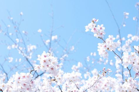 Blue Sakura, Sakura Bloom, Simple Iphone Wallpaper, Nature Tree, Creative Images, Photography Wallpaper, Blue Skies, Flower Show, Blossom Flower