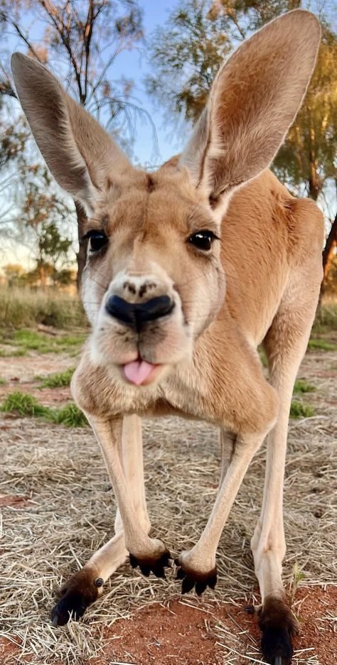 Kangaroo Aesthetic, Kangaroo Wallpaper, Kangaroo Funny, Koala Tattoo, Kangaroo Art, Australian Fauna, Wildlife Photographer, Natural History Museum, Australian Animals