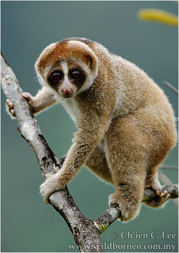 New primate species: Nycticebus kayan - a new slow loris from Borneo Funny Weird Facts, Rainforest Habitat, Slow Loris, Interesting Animals, Animal Facts, Primates, Animal Planet, Exotic Pets, Beautiful Creatures