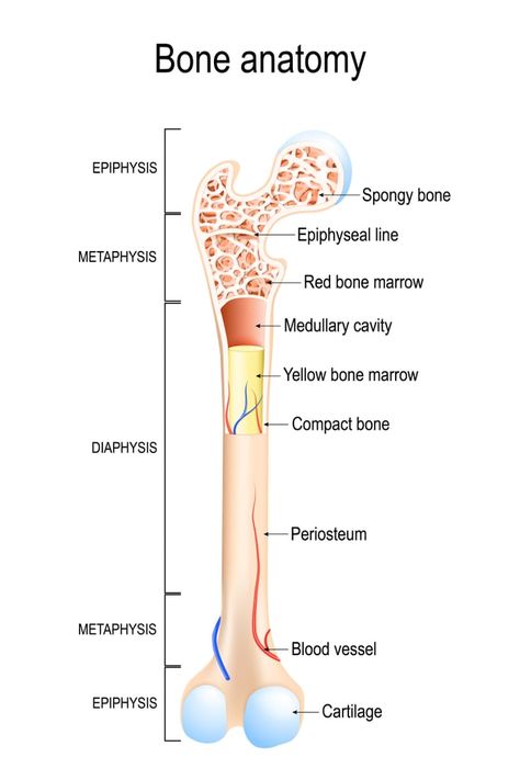 Do Bones Burn? » Science ABC Long Bone Anatomy, Structure Of Bone, Red Bone Marrow, Bone Anatomy, Red Moles, Skin Moles, Bone Stock, Exam Guide, Skin Burns