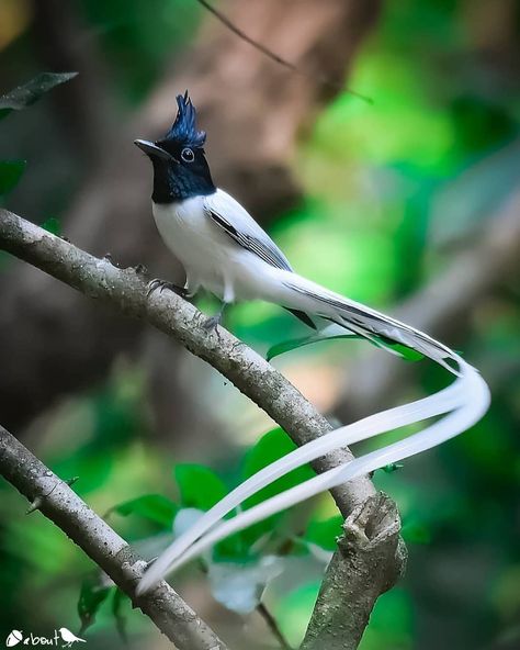 Indian Paradise Flycatcher (Terpsiphone paradisi), India 🇮🇳 ✨ . 📷 Photographer: @shrikrishnamagdum 📸 . . Flycatcher Bird, Paradise Flycatcher, Most Beautiful Birds, Airbrush Art, Haiwan Peliharaan, Exotic Birds, Pretty Birds, Nature Images, Birds Of Paradise