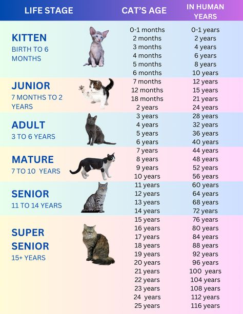 chart of cat years to human years Cat Years To Human Years, Cat Ages In Human Years, Cat Years Chart, Cat Chart, Cat Age Chart, Cat Age, Cat Neutering, Cat Years, Cat Tree House