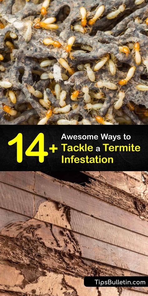 Termites Diy How To Get Rid Home, Termites Diy How To Get Rid, Flying Termites, Signs Of Termites, Drywood Termites, Restauration Hardware, Termite Prevention, Frozen Drawings, Wood Termites