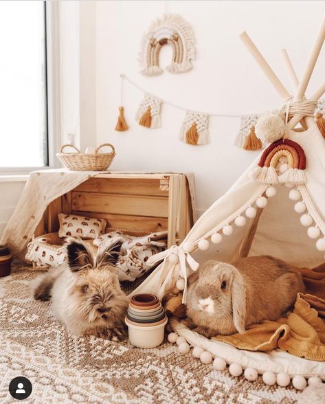 Cute Rabbit Setup, Boho Bunny Room, Cute Bunny House Ideas, Diy Rabbit Decor, Pet Bunny Ideas, Cute Bunny Cage Ideas Indoor, Bunny Cage Setup Ideas, Bunny Cage Decor, Cute Bunny Cages