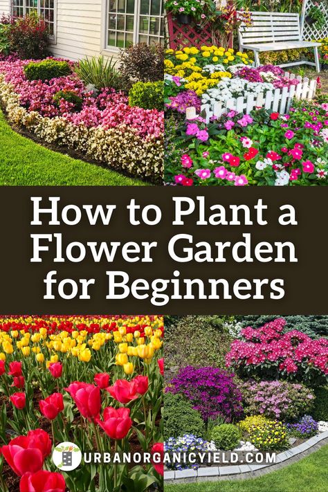 Simple DIY flower garden ideas to plant in front of the house for curb appeal. In this post, we discuss beginner and expert ideas on how to grow a flower garden in front of the house landscaping. Get started and plant your flower garden today! #Flowers #FlowerGarden #Landscaping #Gardening #UrbanOrganicYield Diy Flower Garden Ideas, Diy Flower Garden, Flower Garden For Beginners, Garden For Beginners, Purple Salvia, Flower Garden Ideas, Cranesbill Geranium, House Landscaping, Flower Gardening