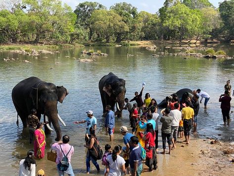 Dubare Elephant Camp (Coorg) - 2020 What to Know Before You Go (with Photos) - Tripadvisor Mangalore Airport, Elephant Camp, 7th Heaven, Western Ghats, Mangalore, India Tour, Nature Trail, Public Relations, Dinosaurs