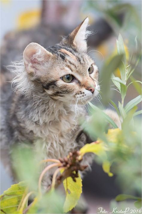 Muddy the Laperm cat | s.agirshus Laperm Cat, Wcue Ocs, Oc Prompts, Cat Soup, Curly Cat, Cat Poses, Hypoallergenic Cats, Cat References, American Wirehair