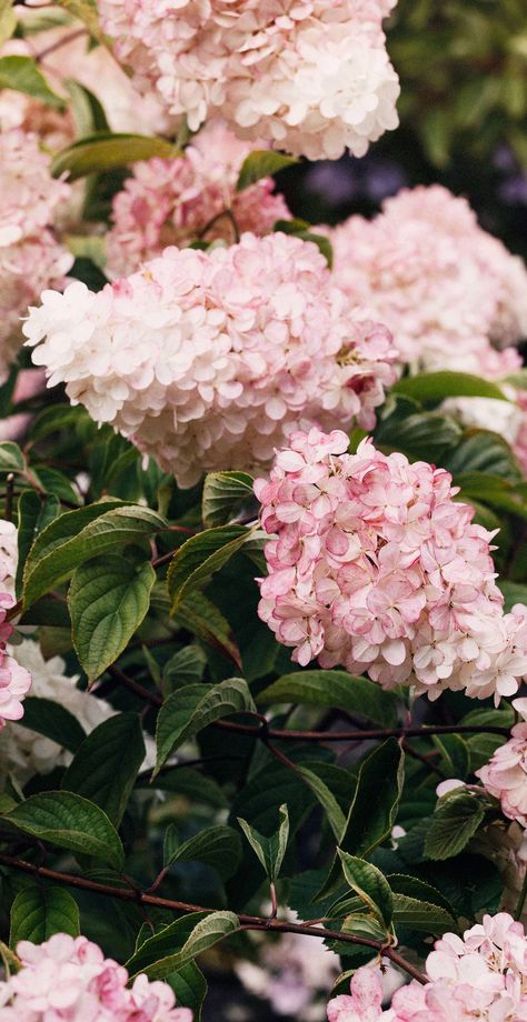 Pink And White Hydrangea, Light Pink Hydrangea, Blush Hydrangea, Pink Hydrangeas, Pink Hydrangea, White Hydrangea, Hydrangea Flower, Pink And White, Hydrangea