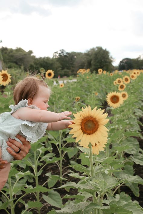 Sunflower Field Baby Photoshoot, Baby Sunflower Photoshoot, Sunflower Pics, Sunflower Shoot, Sunflower Mini Session, Sunflower Photos, Baby Sunflower, Sunflower Photoshoot, Sunflower Photography