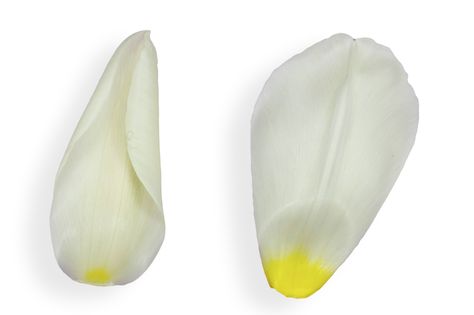 White Tulip Petals Overlays #Sponsored , #paid, #Tulip, #White, #Overlays, #Petals Tulip Petals, Tulip White, Social Media Marketing Planner, Marketing Planner, White Tulips, Nature Photos, Creative Fabrica, Media Marketing, Tulips