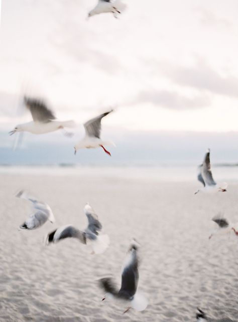 Flying Photography, Comunity Manager, Seagulls Flying, Photographic Film, Fine Photography, Isle Of Skye, Sea Birds, Colorful Landscape, Summer Breeze