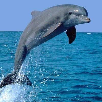 Dolphin Hd, Dolphin Images, Dolphin Photos, Bottlenose Dolphin, Marine Animals, Panama City Beach, Sea World, Panama City Panama, Ocean Life