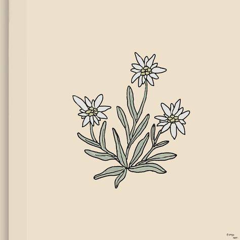 Eldeweiss Flower Tattoo, Edelweiss Flower Drawing, Edelweiss Tattoo Simple, Edelweiss Illustration, Edelweiss Drawing, Edelweiss Flower Tattoo, Mam Tattoo, Motif Henna, Europe Tattoo