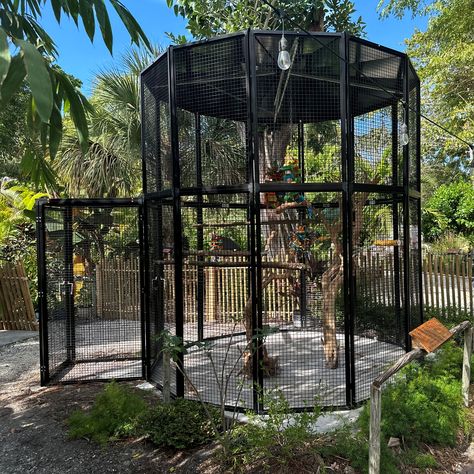 large aviary at Everglades Wonder Gardens zoo Bird Enclosure Outdoor, Natural Bird Cage, Peacock Enclosure, Bird Aviary Ideas Outdoor, Monkey Enclosure, Bird Enclosure, Zoo Enclosures, Garden Enclosure Ideas, Aviary Ideas