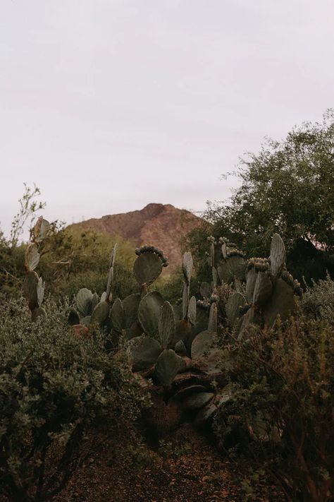 Cactus and native plants flank the mountain scene in Paradise Valley, AZ at this desert wedding. Colored Taper Candles, Joshua Tree Wedding, Paradise Valley, Ceremony Arch, Mountain Scene, Desert Wedding, Sum Up, Tree Wedding, Sweetheart Table