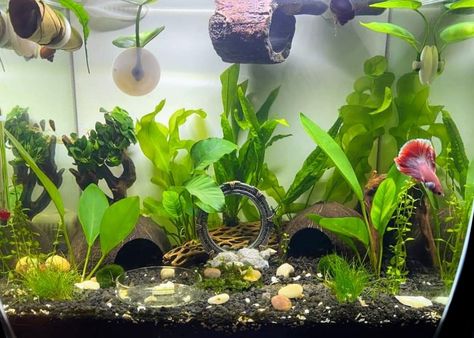 Cool Fish Tank Decorations, Frog Tank, Fish Tank Themes, Fish Tank Terrarium, Cool Fish Tanks, Fish Tank Design, Indoor Water Garden, Pretty Fish, Betta Fish Care