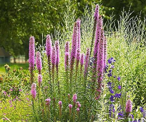 Blazing Star Liatris Moss Phlox, Flowers That Attract Butterflies, Perennial Garden Plans, Blazing Star, Long Blooming Perennials, Prairie Planting, Light Purple Flowers, Flower Garden Ideas, Best Perennials