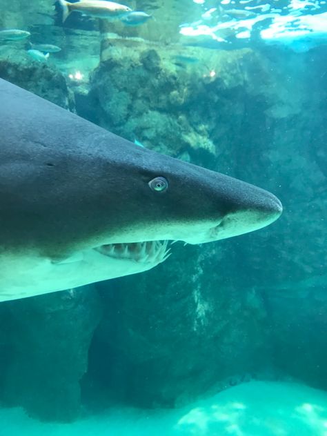 Up close at Cape Town aquarium. Cape Town Aquarium, Shark Aquarium, Ocean Aquarium, Cape Town, Fish Pet, Cape, Pool, Quick Saves