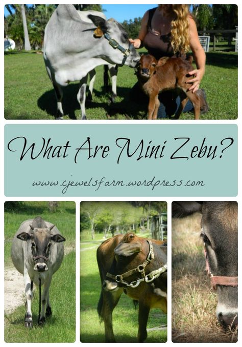 “What are Mini Zebu?” – C Jewel's Farm Best Farm Animals, Zebu Cattle, Zebu Cow, Miniature Cattle, Miniature Cows, Mini Cows, Cattle Farming, Hobby Farm, Mini Farm