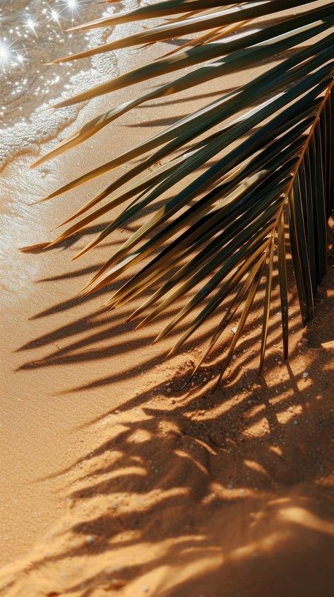 Tropical beach palm shadow sand | free image by rawpixel.com / Nunny Palm Tree Aesthetic, Palm Shadow, Palm Tree Wallpaper, Palm Tree Photography, Wallpaper Beach, Palm Trees Wallpaper, Wallpaper Summer, Miami Gardens, Summer Ocean