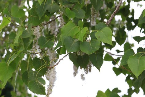 Dangling Modifiers, Cottonwood Leaf, Cottonwood Tree, Tree Identification, Boreal Forest, Conifer Trees, Spruce Tree, Dry Creek, Unique Trees