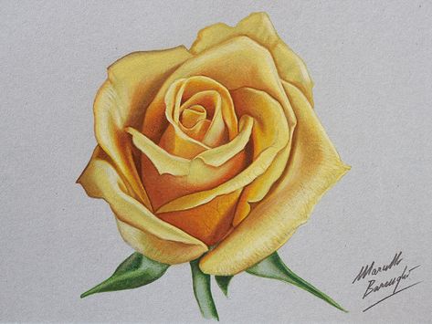 Yellow rose DRAWING by Marcello Barenghi by marcellobarenghi.deviantart.com on @DeviantArt Realistic Rose Drawing, Marcello Barenghi, Yellow Rose Tattoos, Yellow Rose Flower, Realistic Rose, Pencil Shading, Colour Pencil, Rose Drawing, Roses Drawing