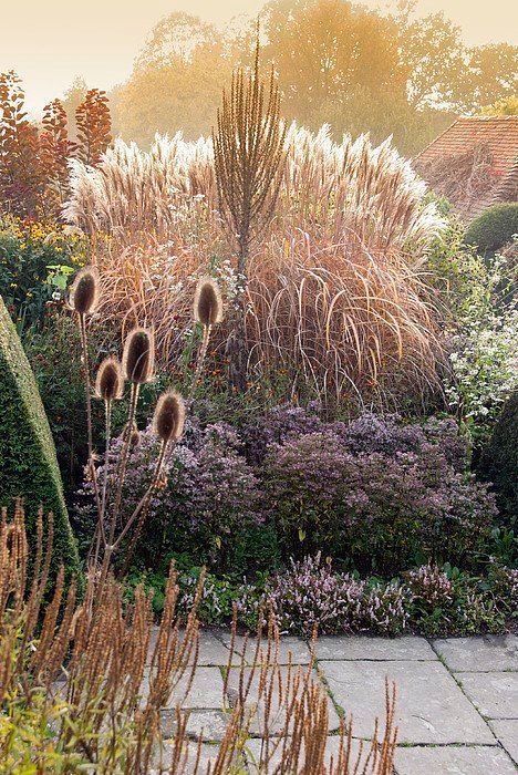 #tuin #grassen #prairie Miscanthus Sinensis Malepartus, Small Cottage Garden Ideas, Great Dixter, Prairie Garden, Grasses Garden, Have Inspiration, Plants And Flowers, Ornamental Grasses, East Sussex