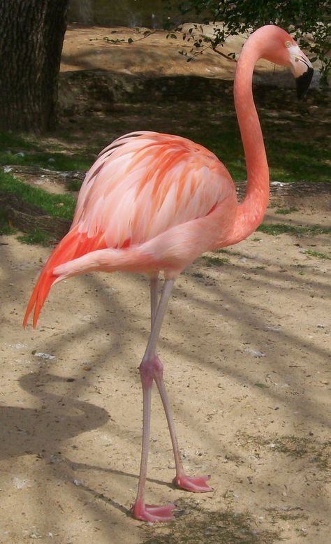 flamingo Flamingo Flying, Tropical Pics, Emerald Green Paint, Flamingo Stuff, Flamingo Pictures, Flamingo Photo, Beautiful Flamingo, Flamingo Ornament, Let's Flamingle