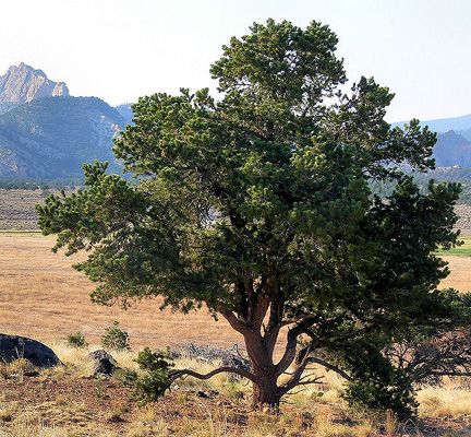 Pine Nut Tree, Broadleaf Evergreen, Pine Essential Oil, Conifer Trees, Land Of Enchantment, Grass Seed, Exotic Fruit, Pine Tree, Central America