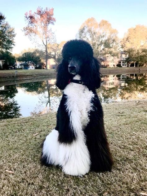 Gorgeous standard poodle, black and white Parti Standard Poodles, Black Poodles Standard, Standard Poodle Parti, Parti Poodle Standard, Black And White Poodle, Party Poodle, Standard Poodle Cuts, Standard Poodle Grooming, White Standard Poodle