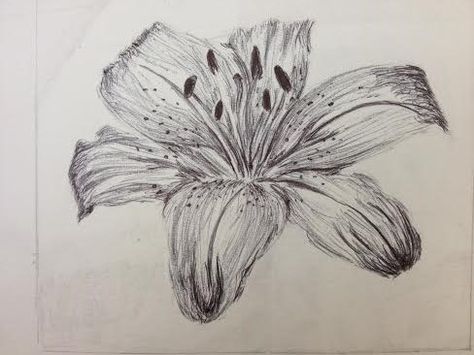 Still Life Tiger Lily Biro Drawing Biro Drawing Flower, Tiger Lily Drawing, Biro Drawing, Lilies Drawing, Natural Form Art, Chicano Drawings, Easy Doodle Art, Pretty Drawings, Graffiti Drawing