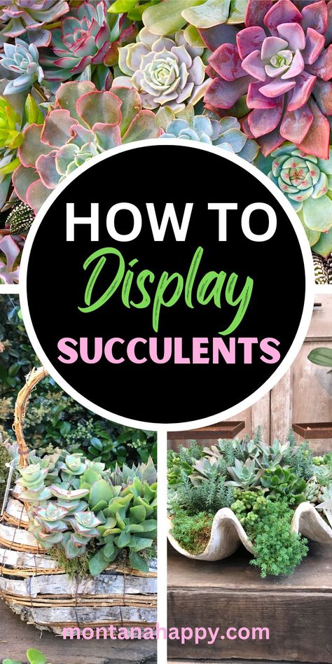 Creative Ways to Display Succulent Plants | Montana Happy Succulent Fountain Ideas, Succulent Potted Plants, Planter With Succulents, Succulent Gardens Ideas, Tall Succulent Planter Ideas, Succulent Plants Ideas, Teacup Succulent Diy, Succulents In Rectangle Planter, Succulent Window Display