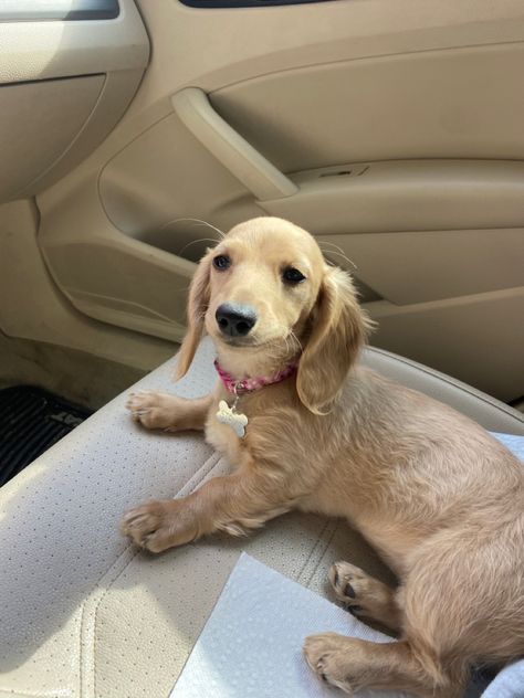 Cream Dachshund Puppy, English Cream Miniature Dachshund, Cream Miniature Dachshund, Mini Cream Dachshund, Dachshund Swimming, Dachshund Cream, Miniature Dachshund Puppy, English Cream Dachshund, Cream Dachshund