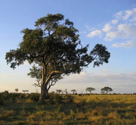 Reference Photos for Artists: Trees: Tree Reference Photo: Tree in Landscape Tree Reference, Landscape Reference, Painting Challenge, Artists Painting, Reference Photos For Artists, Privacy Landscaping, Landscape Tattoo, Okavango Delta, Farmhouse Landscaping